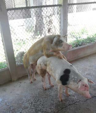 Social aggression-sows Dominant Sows More piglets Dominant