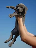 Social structure and aggression Dogs: In dogs size is important to establish dominance.