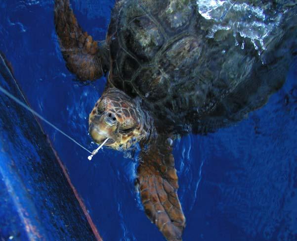 The One-two Punch for sea turtles Sea turtles are in trouble around the world.