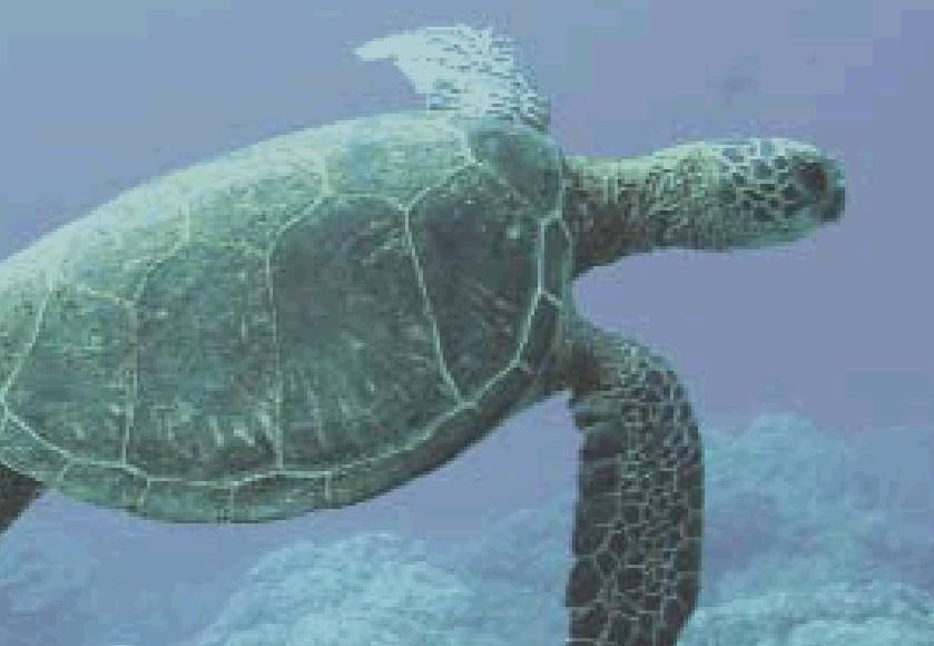 sea turtles of the UNITED STATES Kedar Gore Olive Ridley Sea Turtle, Lepidochelys olivacea Status: Endangered (Mexico s Pacific coast breeding colonies) Threatened (all other areas) Olive ridley sea