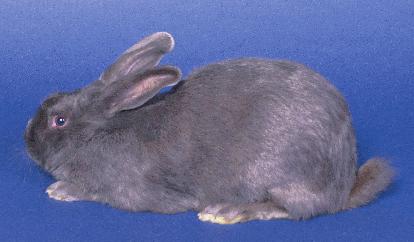 ARBA Rabbit Breed Profiles Replaces pages 12-26 in the Rabbit Resource Handbook for Rabbit Quiz Bowl American: This large breed originated in the United States and has good fur and meat qualities.