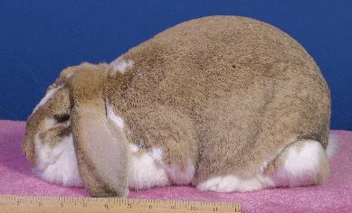 French Lop: This giant breed originated in France as a sub-breed of the English Lop. The head is strongly developed, wide, sturdy, and set close to the shoulders.
