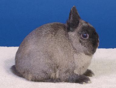 Chapter 3: Selection Netherland Dwarf: This breed originated in Holland and is popular for exhibition and as pets. It is the smallest of all rabbit breeds.