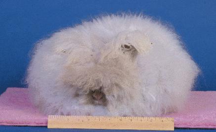 Chapter 3: Selection English Angora Groups: colored and white Mature Weight: Bucks 5 to 7 lbs.; Does 5 to 7 1 /2 lbs.