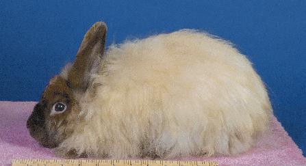 Satin Angora: This medium wool breed has the finest textured wool of the Angora breeds. The wool is soft and silky, full of life, strong, and free falling.