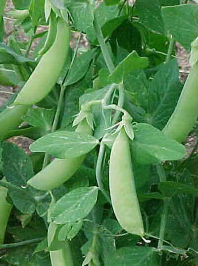 2. In pea plants, tall (T) is dominant to dwarf (t).