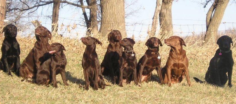What is the phenotypic ratio? 3. Chocolate labs are dominant to yellow labs.