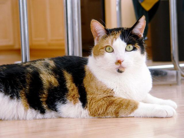 8. Cats can be black, yellow or calico. A calico cat has black and yellow splotches. When a calico cat is crossed with a black cat.