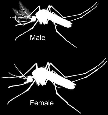 The buzz is that I can help control mosquito populations: a lab day 3 A In identifying species of mosquitoes there are several key characteristics that are helpful.