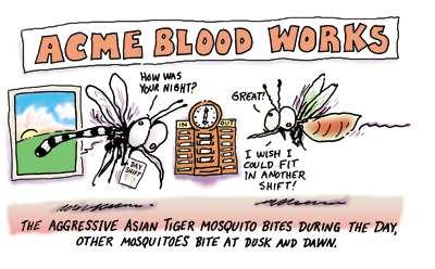 Background/History Mosquito Biology What We Do West Nile Virus What You