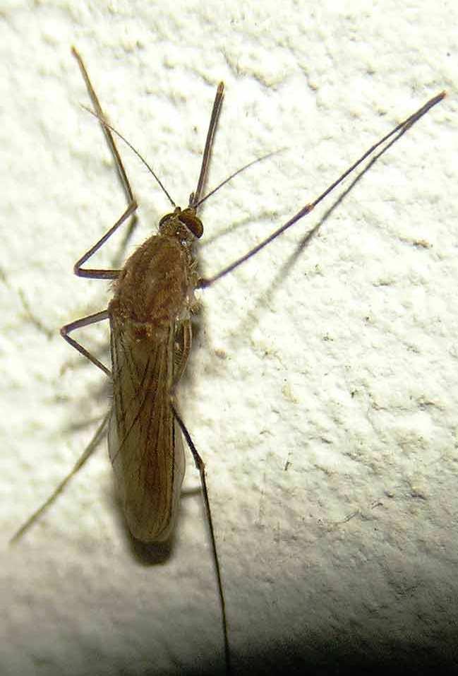 Mosquito Identification Vector