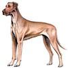 Great Dane Greyhound