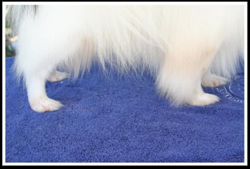 Coat Hair on feet is short Fine tufts may
