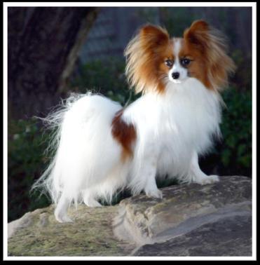 Essence of the Papillon Breed character is the most obvious