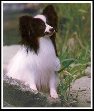 Essence of the Papillon To put it in as simple terms as possible, one could define breed character as the sum total of