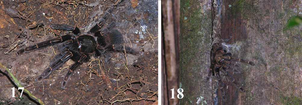 FIGURES 17 18. Ephebopus rufescens. 17, Female exposed in retreat under overturned rock.