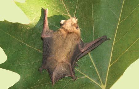 be careful around bats! WHY SHOULD I LEARN ABOUT BATS AND RABIES? Awareness of the facts about bats and rabies can help people protect themselves, their families, and their pets.