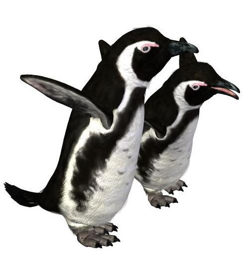 Common Name: African Penguin Scientific Name: Spheniscus demersus Size: 26 ¾ - 27 ½ inches (68-70 cm) Habitat: Africa. Found around the coast of South Africa.