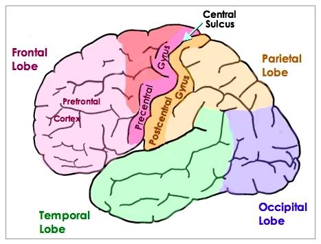 5. The brain of mammals has an expanded cerebral