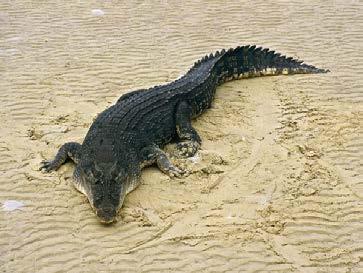 التماسيح Order Crocodylia 21 living species;