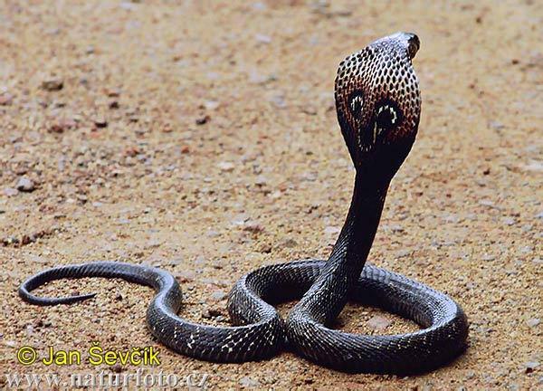 Suborder Serpentes- The Snakes About 2,900 species, serpere, to crawl Most are harmless, but about
