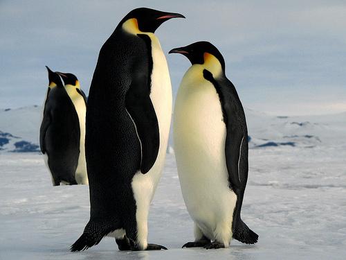البطريق Order Sphenisciformes Penguins زعنفة Heavy