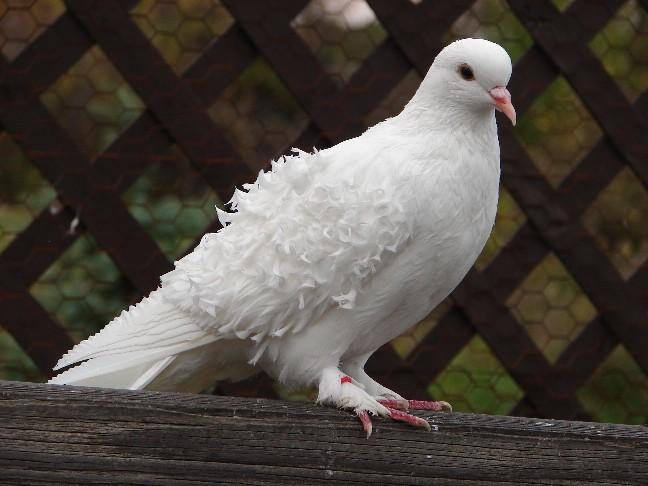 Female Mallard Duck Order Columbiformes Pigeons and Doves