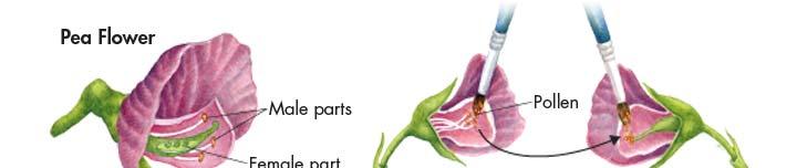 2. Mating of Garden Pea Flowers can be easily controlled Self-Fertilization: You can allow the flower to fertilize itself Cross-Pollination: You can transfer the pollen to another flower on a