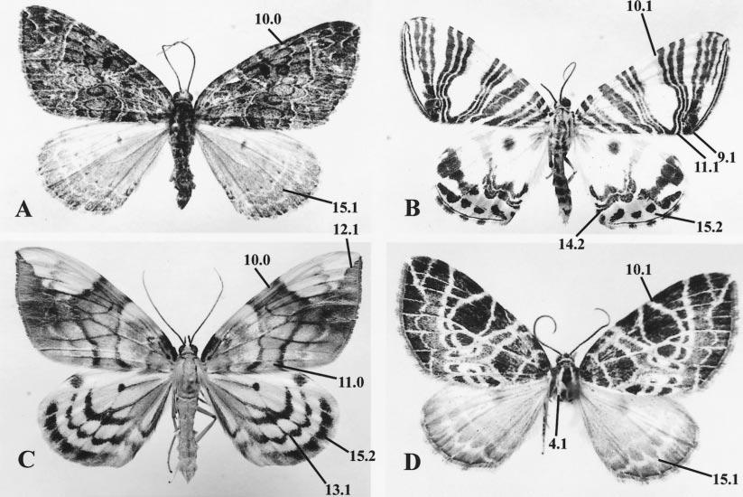 2001 CHOI: PHYLOGENY OF EULITHIS HÜBNER AND RELATED GENERA 13 Fig. 8. Wing pattern elements of ingroup. The drawings are not to scale. Numbers indicate character and character state. A. Eustroma melancholicum; B.