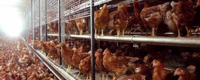 A good start is the key to success Optimal rearing is essential for top performing laying hens.