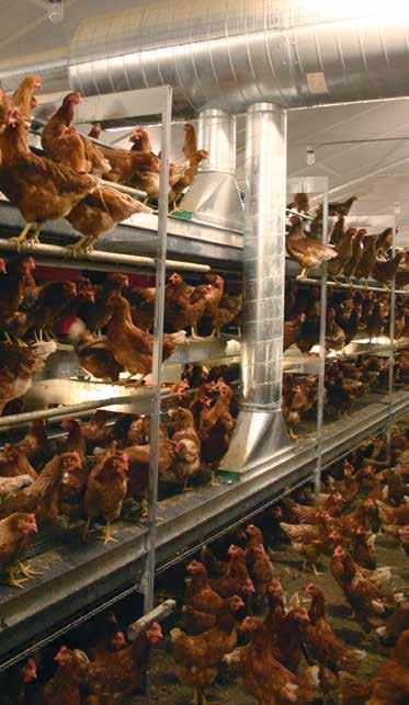 Air quality is important to your hens health We believe that the health and thus productivity of hens first and foremost depends on the quality of the air they live in.