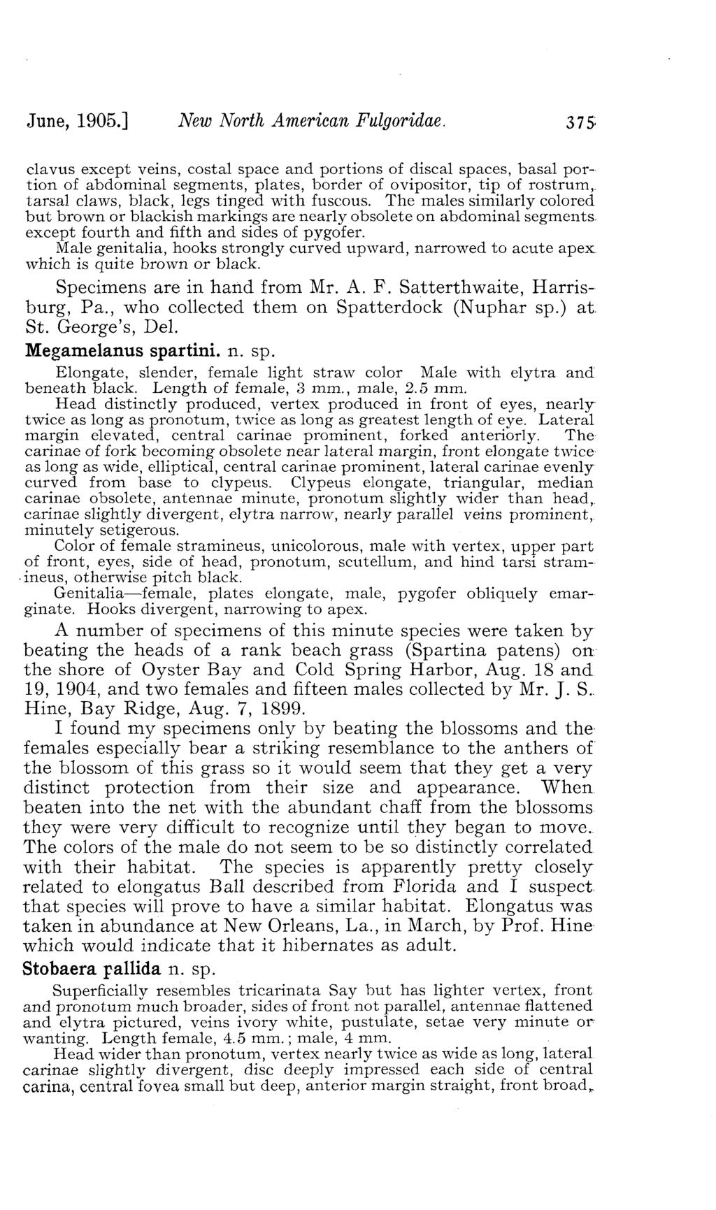 June, 1905.] New North American Fulgoridae.