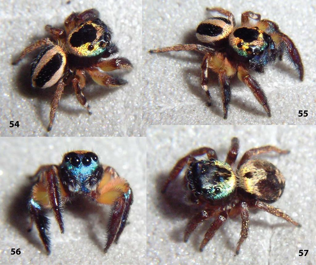 Figures 54 57. Anasaitis adorabilis sp. nov. 54 56 male paratype; 57 female paratype. Figures 54 57 are copyright 2012 W. P. Maddison, released under a Creative Commons Attribution (CC-BY) 3.