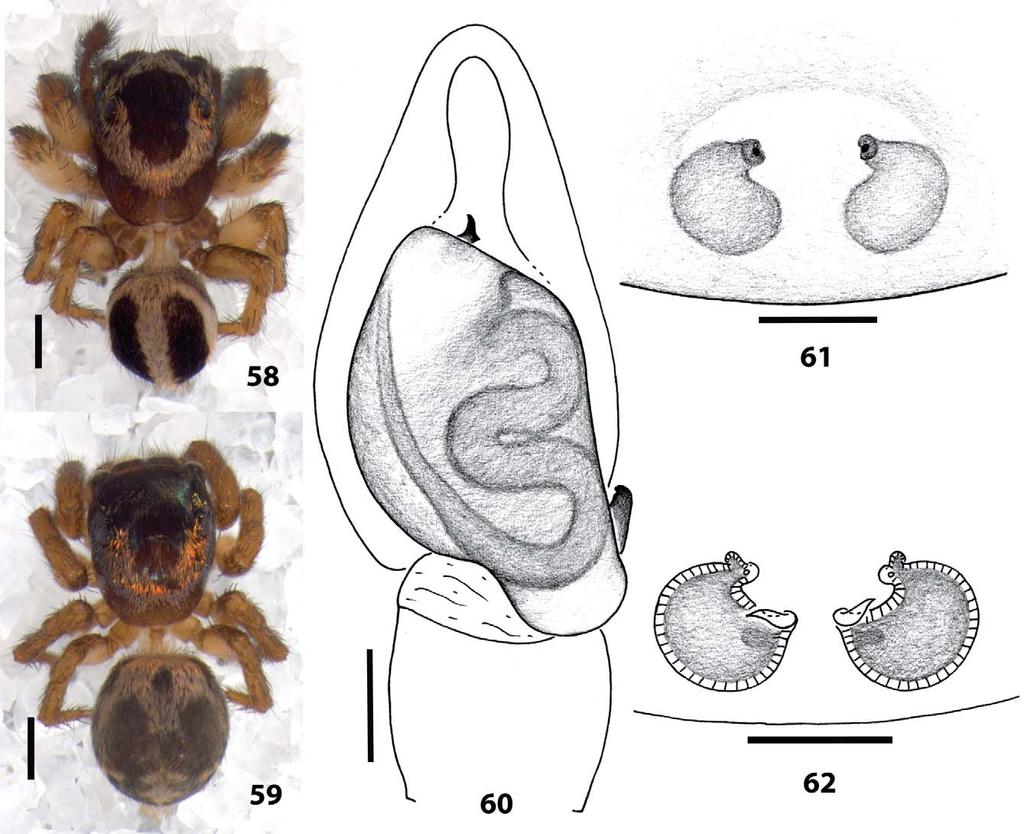 Figures 58 62. Anasaitis adorabilis sp. nov.