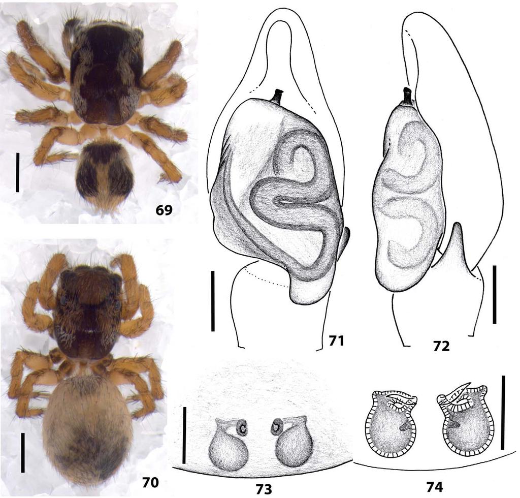 Female (paratype, UBC-SEM AR00043). Carapace length 1.3 (variation 1.1 1.3, n=6); abdomen length 1.5. Measurements of legs: I 2.1, II 1.8, III 2.4, IV 2.2. Epigynum (Figs 73 74): no obvious window or median septum.