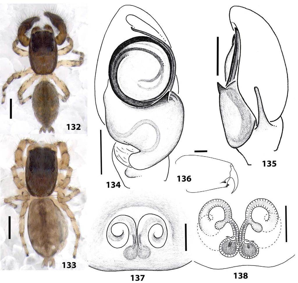 Corticattus latus sp. nov. Figs 126 138 Type material. Holotype: male, DOMINICAN REPUBLIC: Pedernales: Laguna de Oviedo, 17.802 N, 71.349 W, elev. 5 m, 18 July 2009, coll. W. Maddison, G. B.