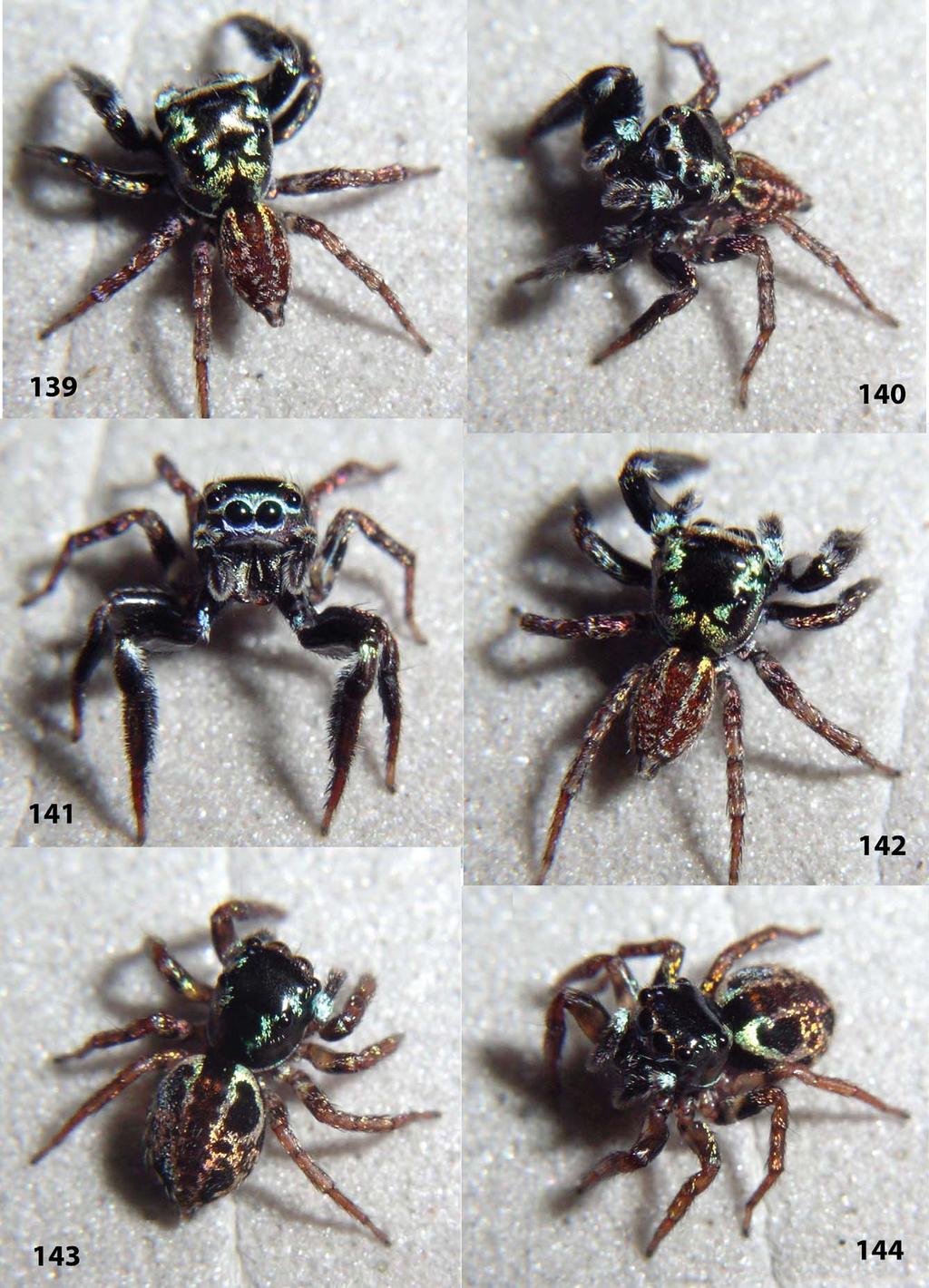 Figures 139 144. Corythalia broccai sp. nov. 139 142 male paratype; 143 144 female paratype. Figures 139 144 are copyright 2012 W. P.