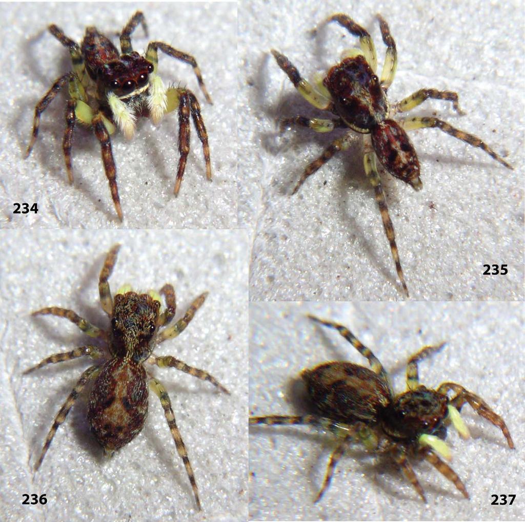 Figures 234 237. Truncattus cachotensis sp. nov. 234 235 male paratype; 236 237 female paratype. Figures 234 237 are copyright 2012 W. P.