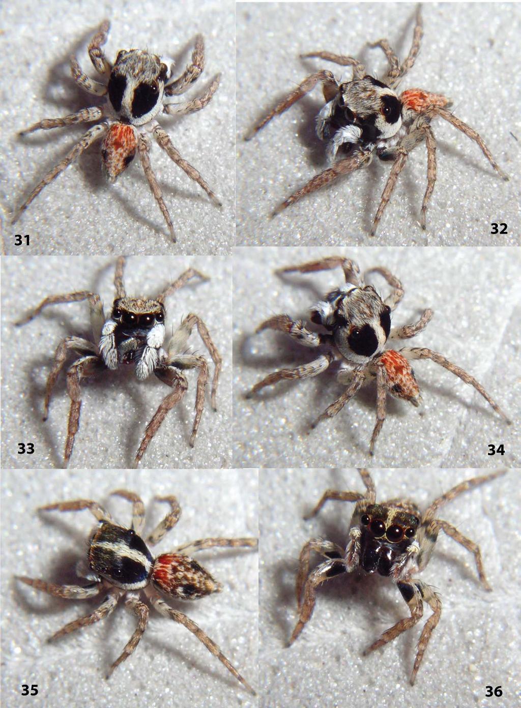Figures 31 36. Agobardus oviedo sp. nov. 31 34 male holotype; 35 36 female paratype. Figures 31 36 are copyright 2012 W. P.