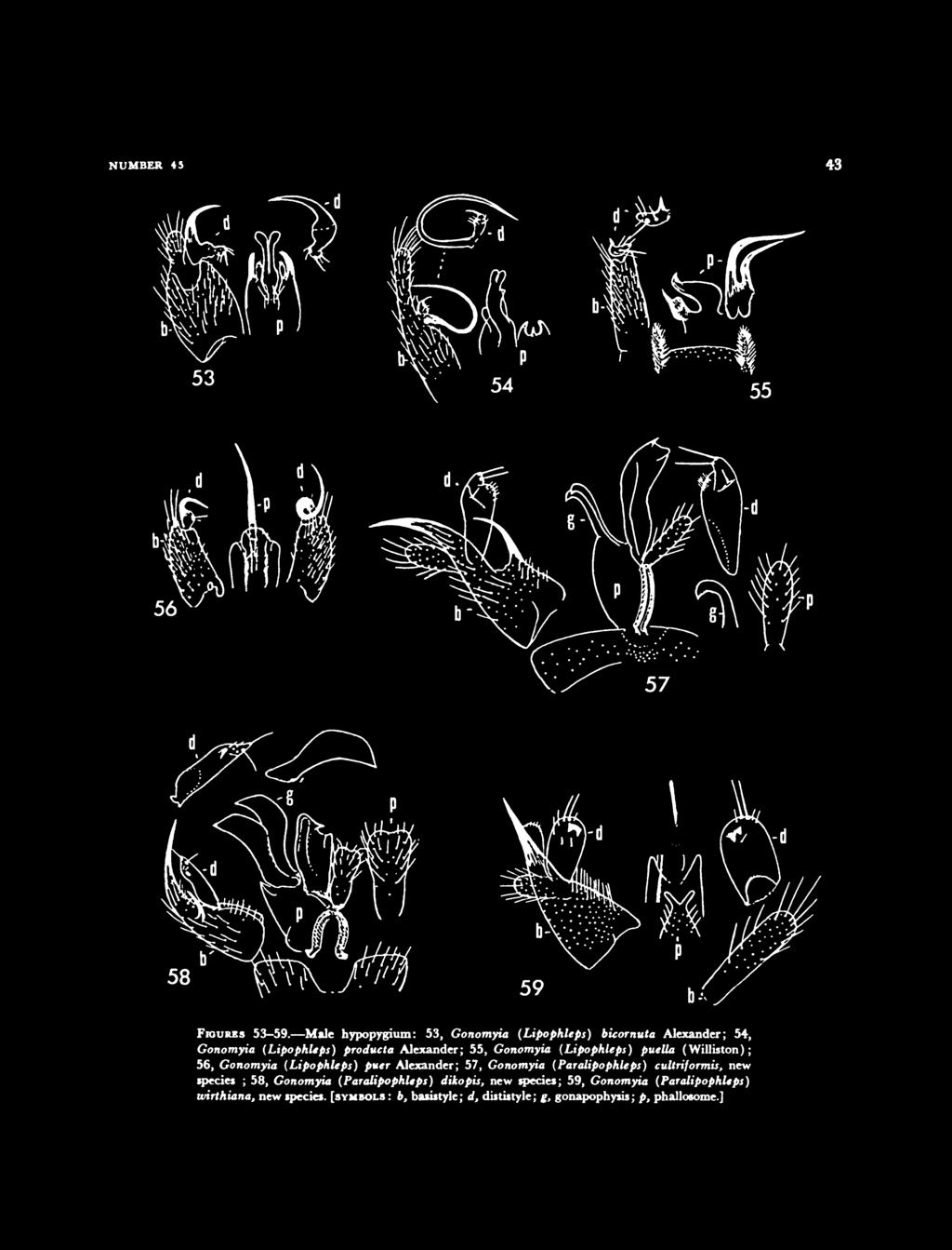 Gonomyia {Lipophleps) puella (Williston); 56, Gonomyia {Lipophleps) puer Alexander; 57, Gonomyia {ParaUpophleps)