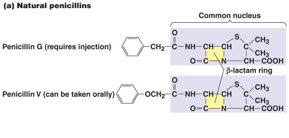 8 Penicillins Natural Produced by Penicillium Penicillin G (injected) and V most