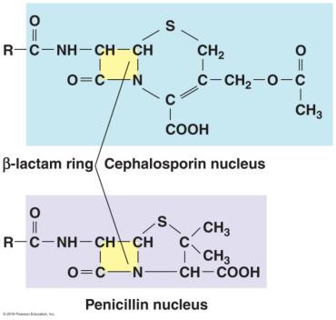 Inhibitors of cell wall synthesis Carbapenems (β-lactam, broad spectrum) Doripenem effective against Pseudomonas, not