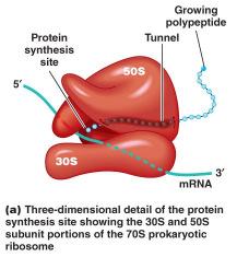 Inhibitors of protein synthesis cont.