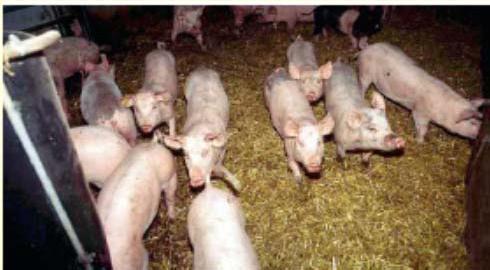 Welfare of pigs Council Directive 2008/120/EC 1.