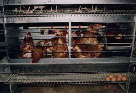 Welfare of laying hens Council Directive 1999/74/EC 1.