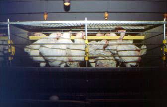 Enriched cages Space & Height requirements Nest Litter