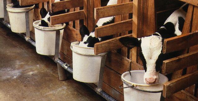 CO, FL, ME, MI, OH, OR, RI) Veal calf stalls (AR, CA, CO, KY, ME, MI, OH, RI) Tail docking cattle (CA) California: