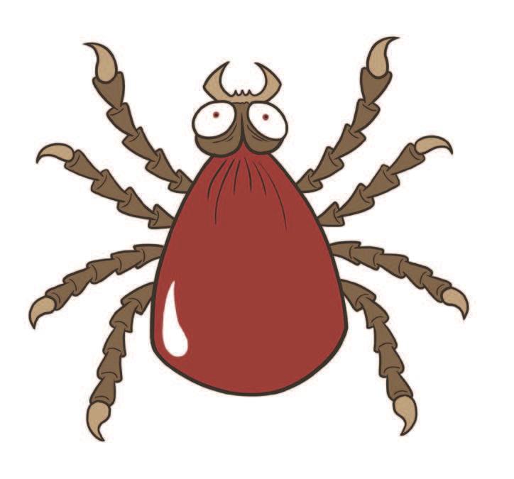 The tick latches onto a host organism and drinks their blood and, in some cases, may pass on diseases to the host.