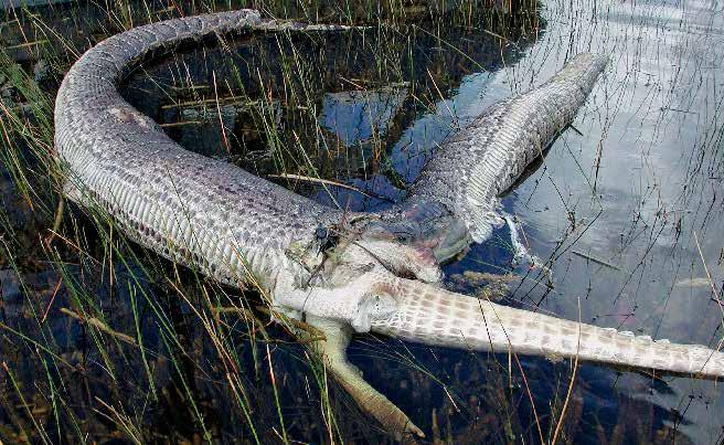 Burmese pythons can't eat every animal in the Everglades, as this picture shows. A snake split open when it tried to eat an alligator.
