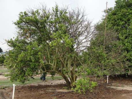 Florida Citrus Arboretum in Winter Haven HLB was first found in the arboretum in August 2007.